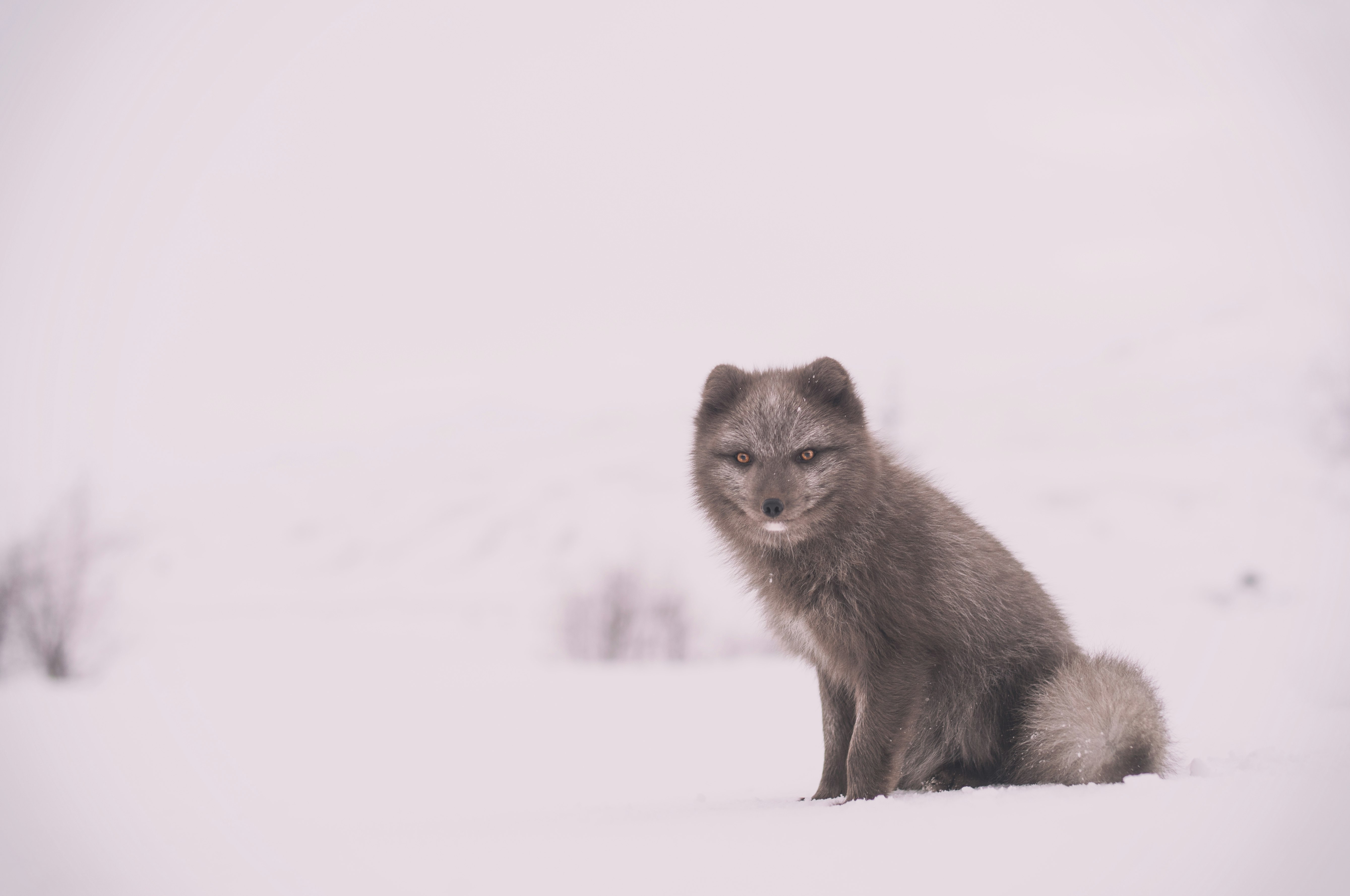 gray fox on white snow