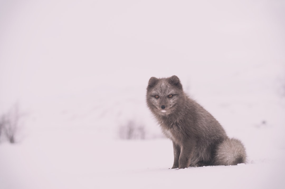 Wildlife photo spot Thórsmörk Dyrhólaey Light