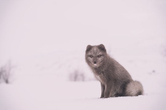 gray fox on white snow in Thórsmörk Iceland