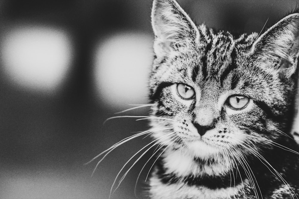 Fotografía en escala de grises de gato atigrado