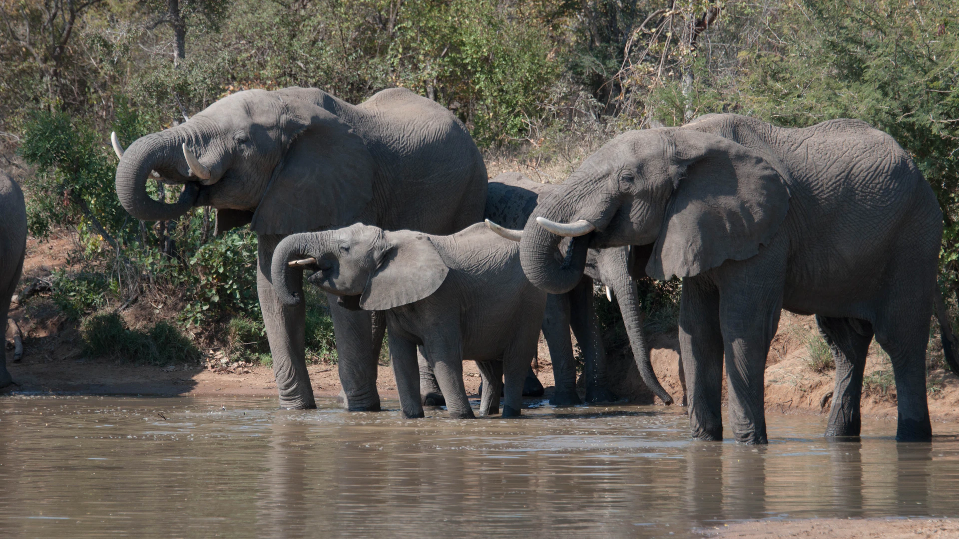 A serene wetland scene capturing a herd of elephants drinking at dusk with soft reflections in the water.