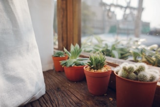 Mini succulent pots neatly lined up on a bright windowsill catching morning light.