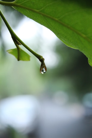 A close-up of a water droplet on a green leaf.