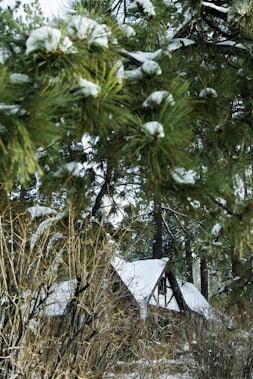 A rustic cabin with a snow-covered roof nestled among tall pine trees. The foreground is filled with branches and greenery, also dusted with snow, creating a serene winter scene. The dense foliage of the pine trees contrasts with the bright white snow.