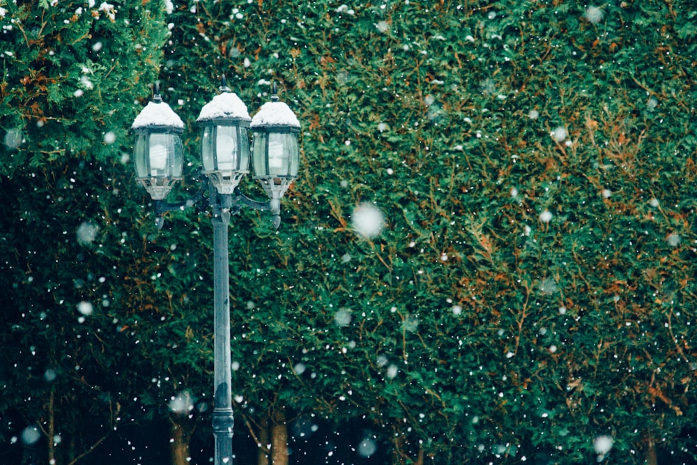 light post standing near green leafed tree