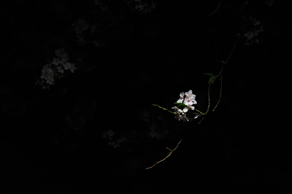 fotografia colorida seletiva de flores brancas