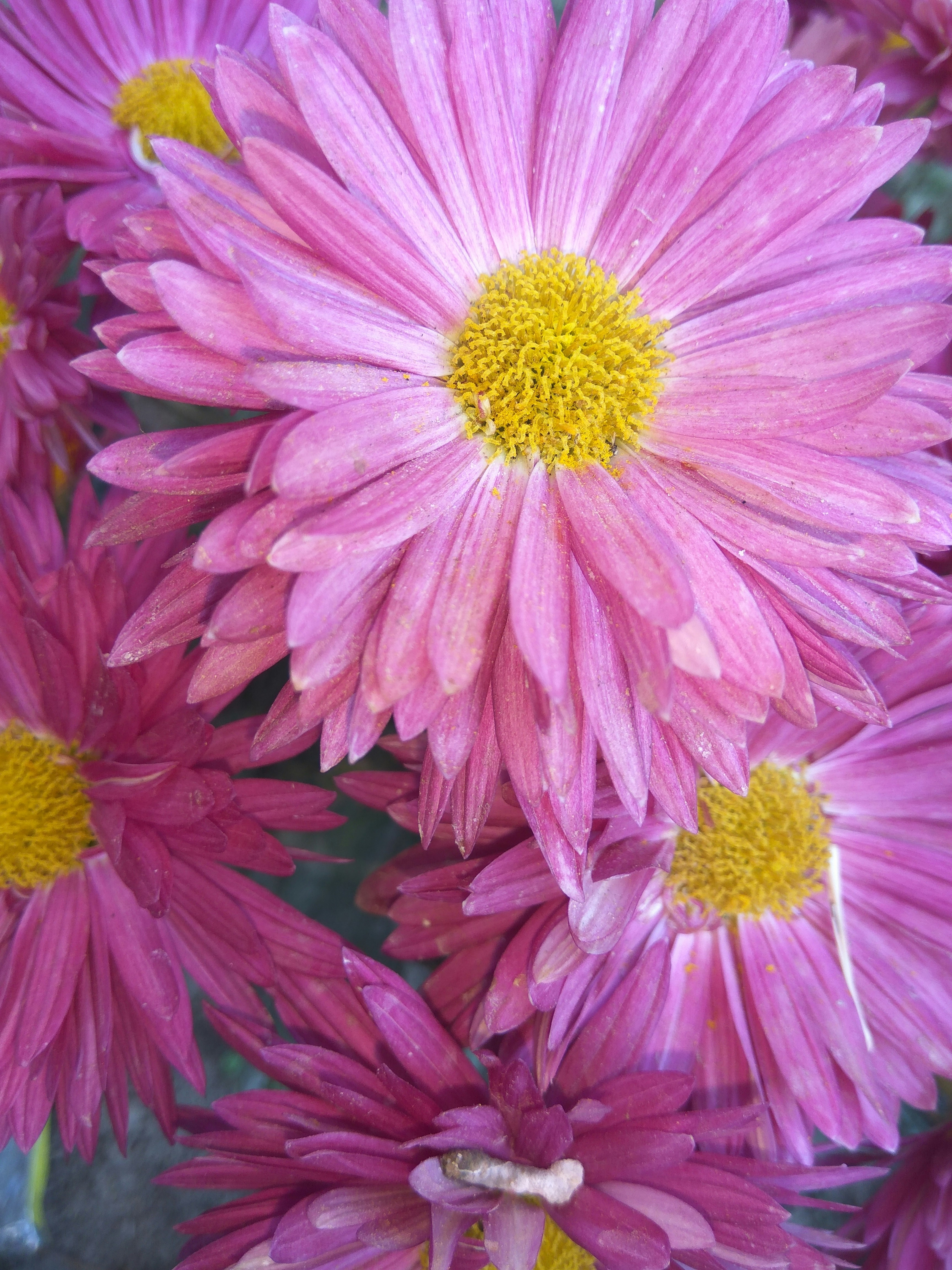 Free Unsplash photo from Sahil Balgotra