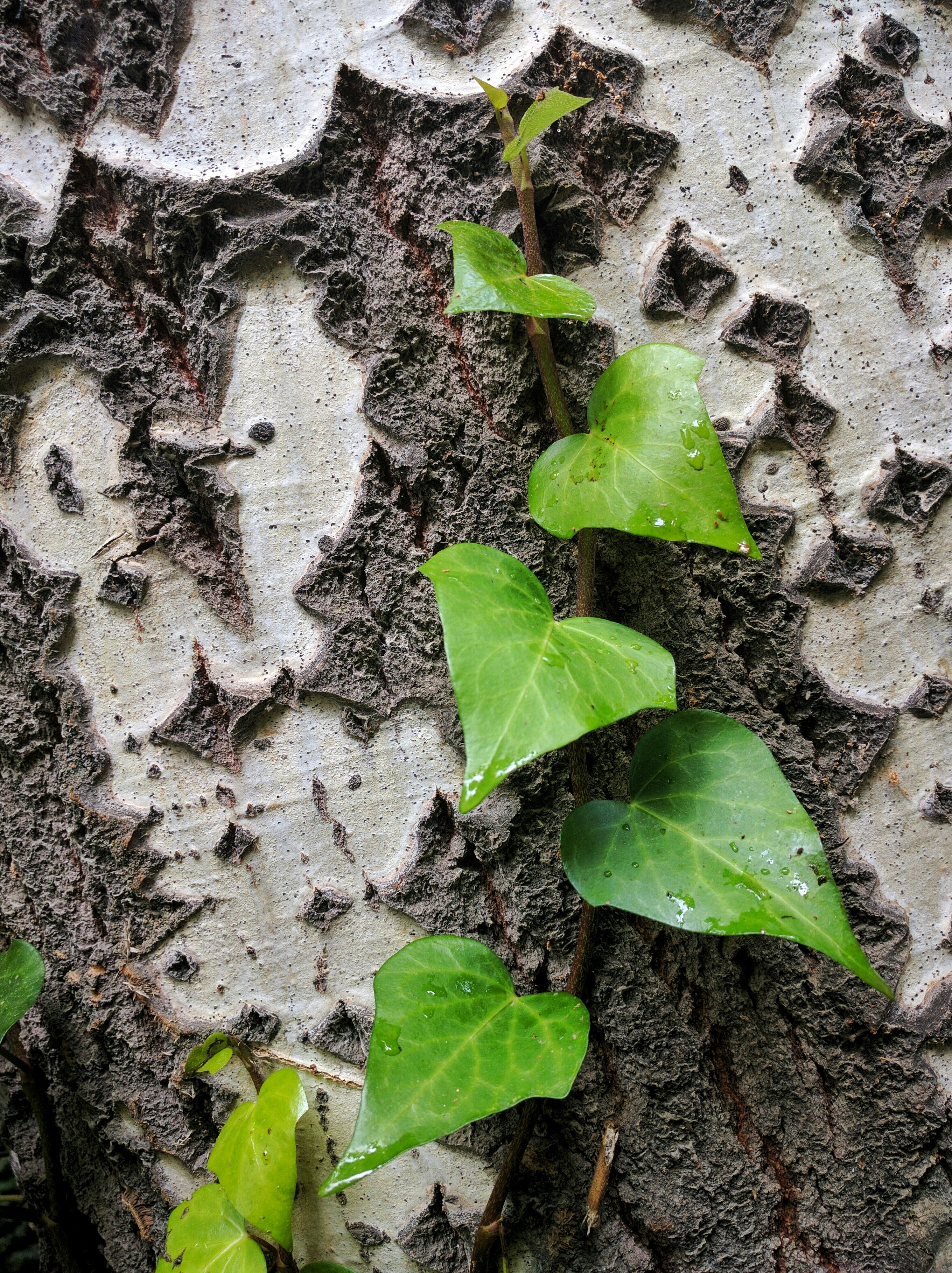 Free Unsplash photo from Amirmahdi Berenjian