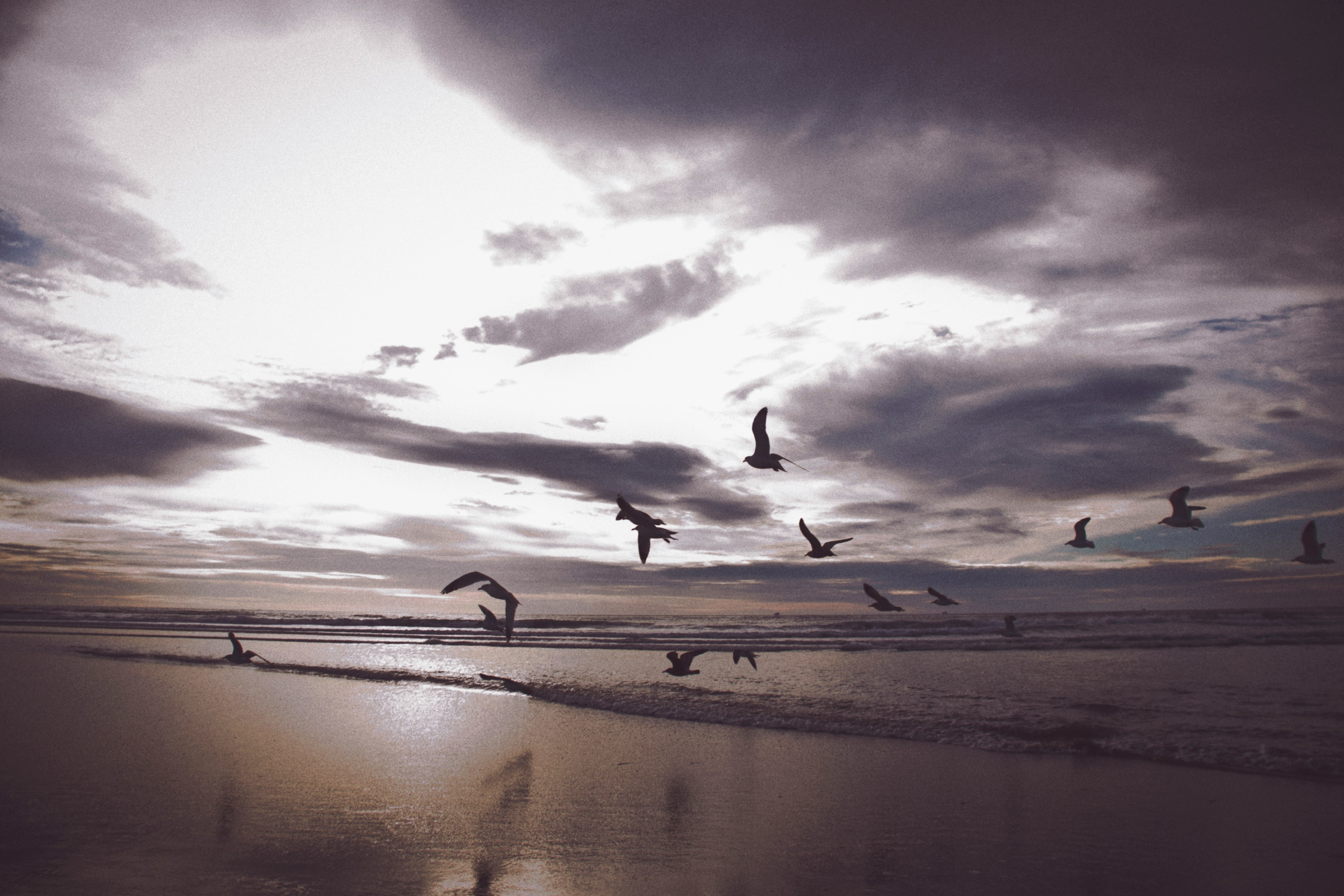 silhouette photography flight of birds