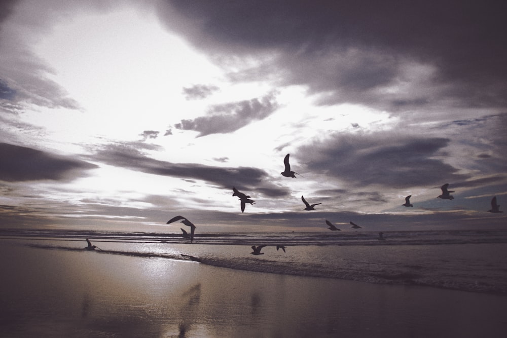 Photographie de silhouette vol d’oiseaux