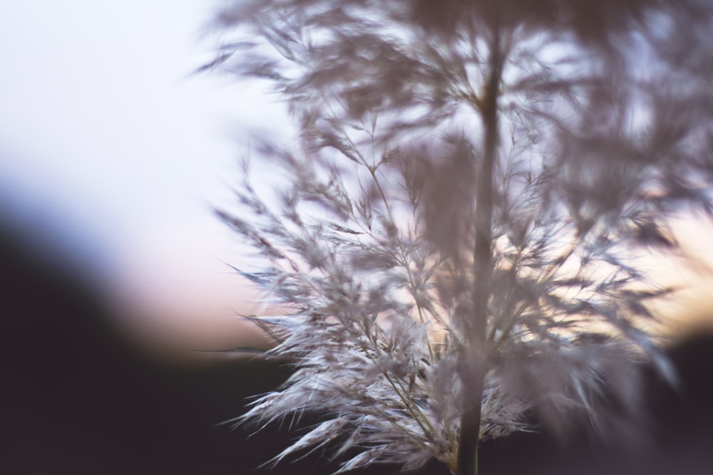 Fotografía de enfoque superficial de flores blancas