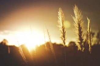 macro photograph of wheat