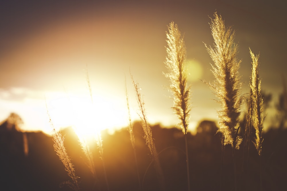 macro photograph of wheat