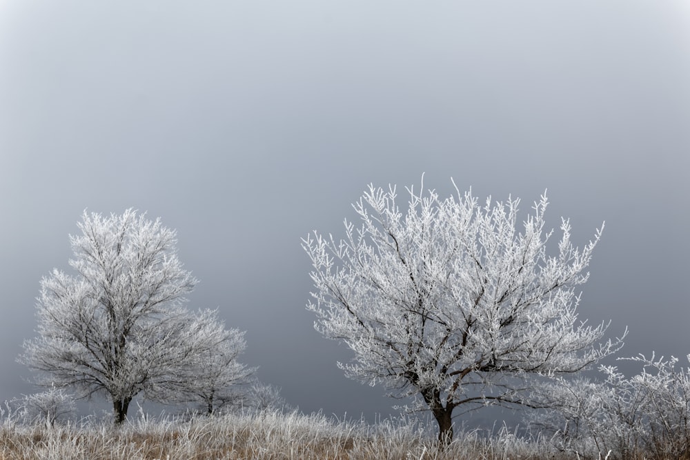 white tree plants on gray sky during daytime