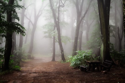 pathway between trees in forest misty google meet background