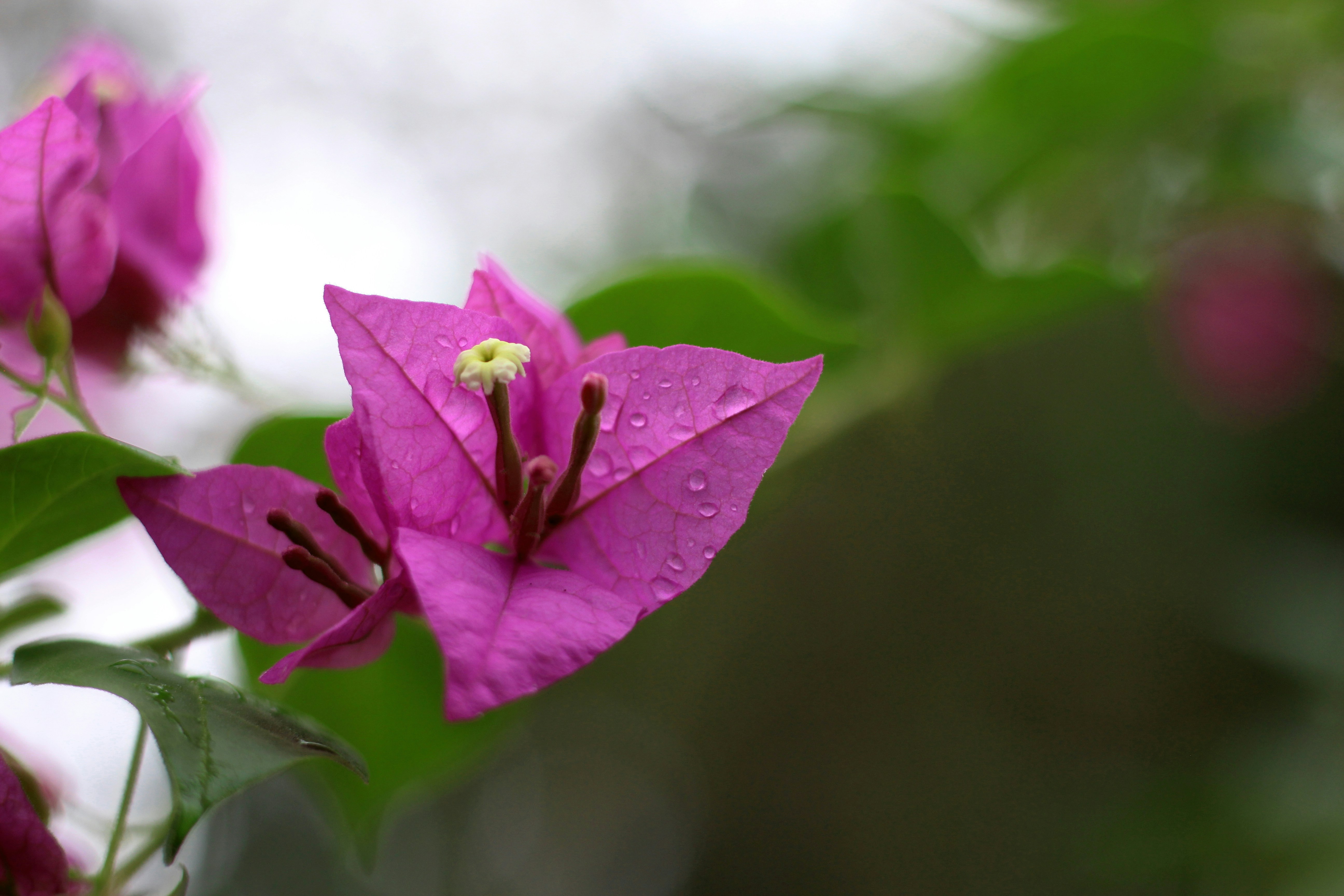 Free Unsplash photo from Luiz Paulo Valença