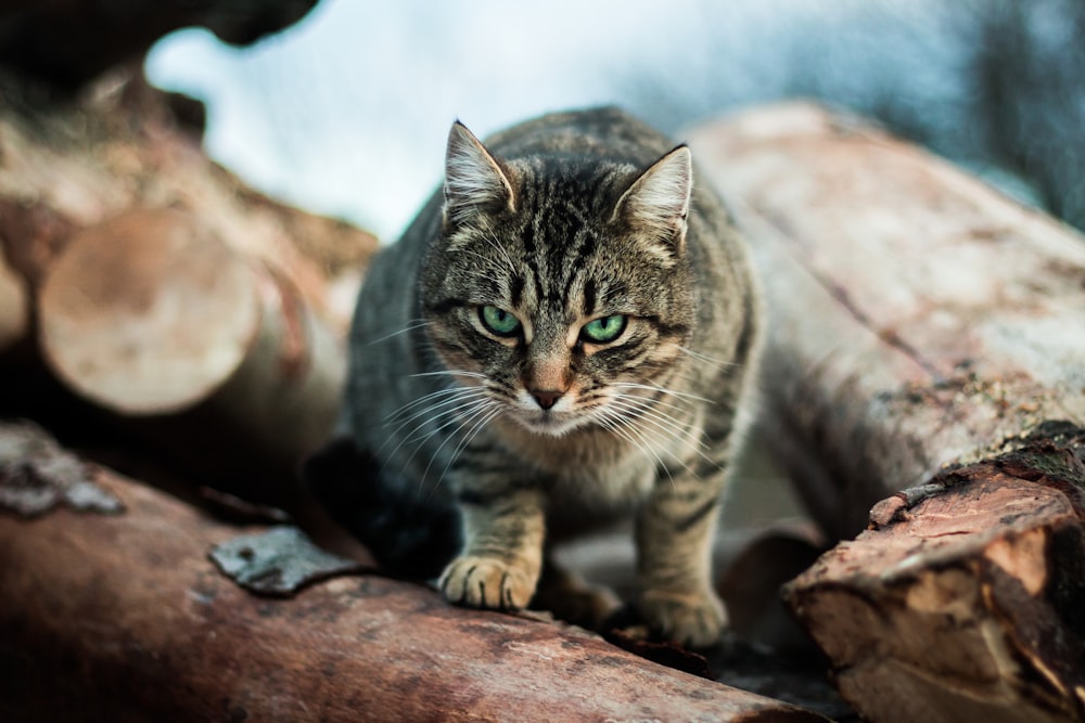 gray cat standing on a tree branch