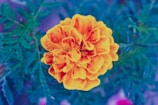 A blooming marigold flower symbolizing warmth and vibrant emotions