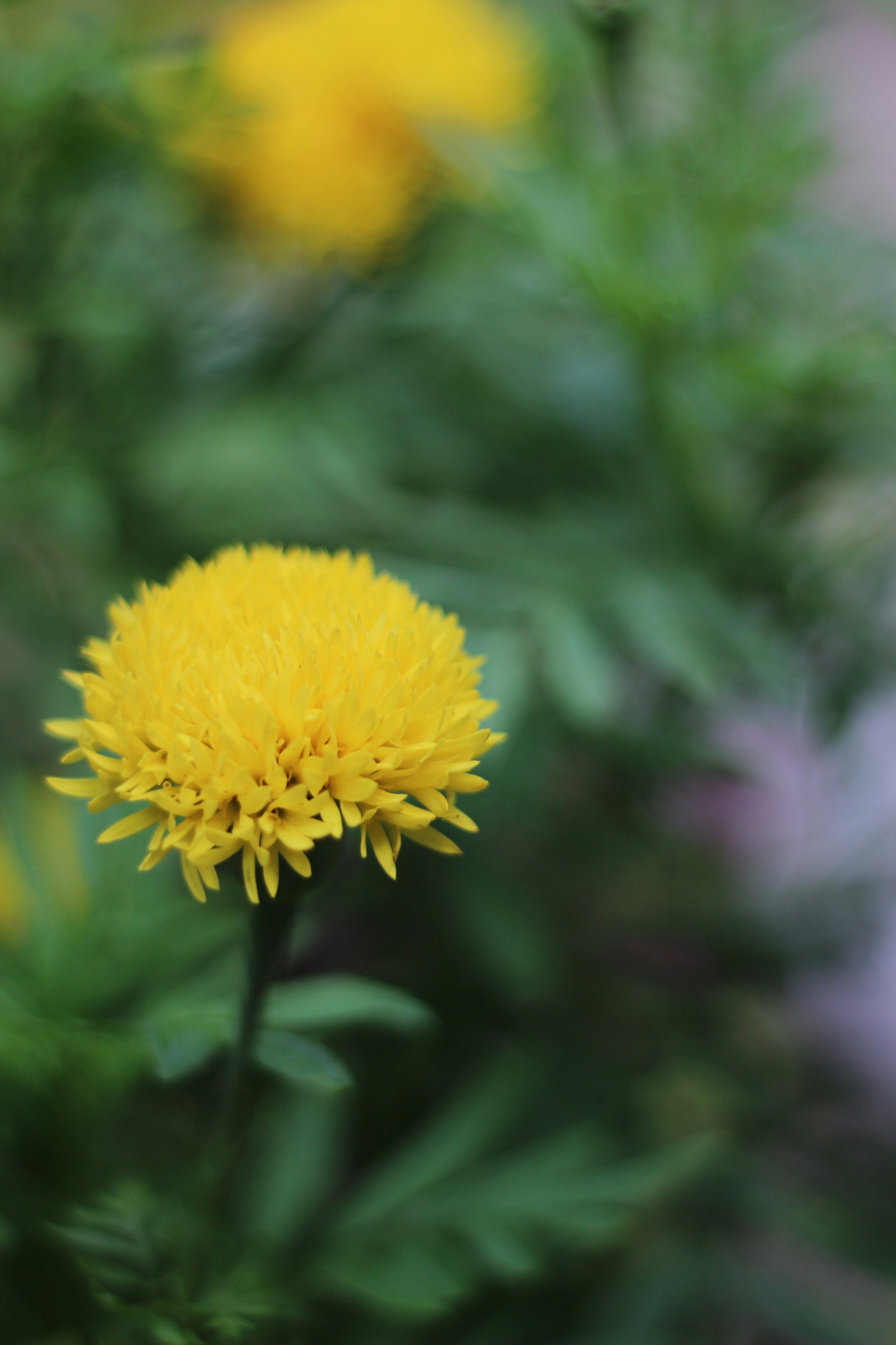 Free Unsplash photo from Sooraj Kabeer