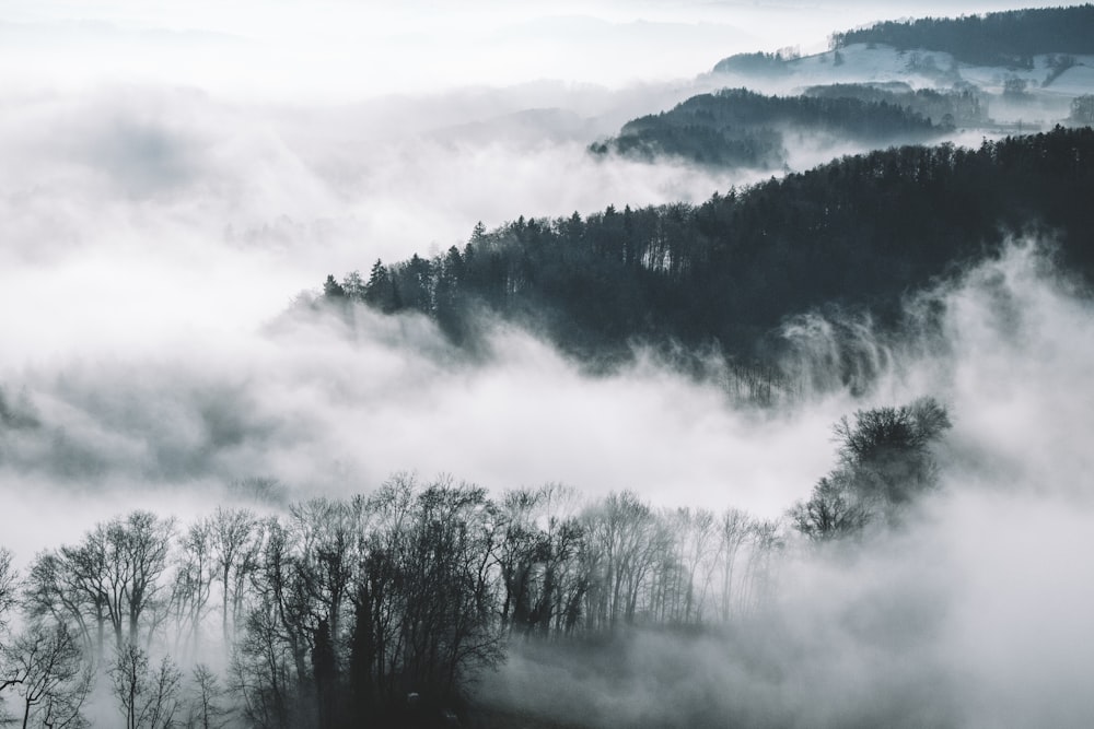 bird's eye view photography of trees and mountains with fog