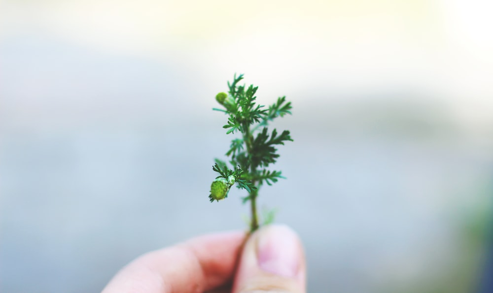 person holding leaf