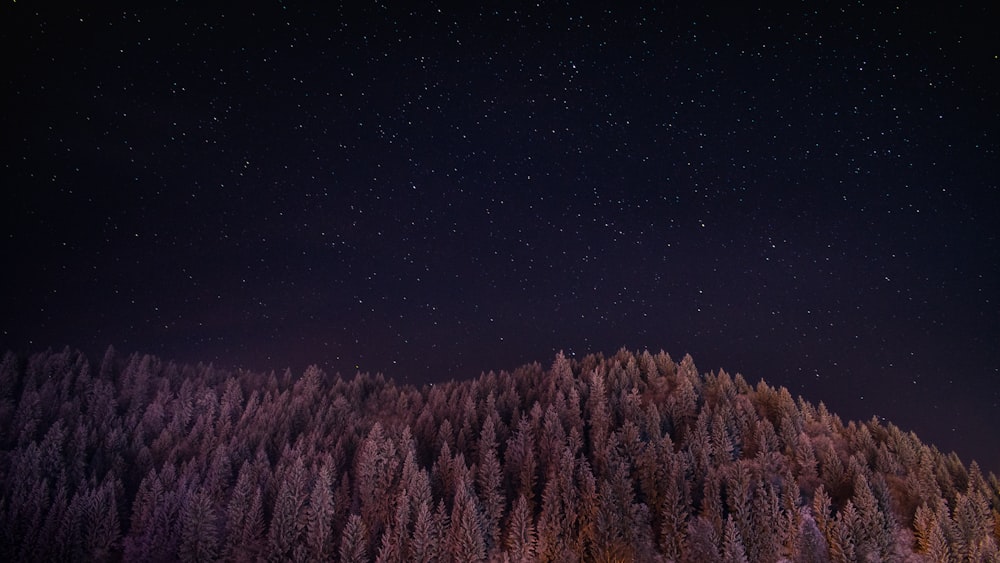 landscape photo of trees