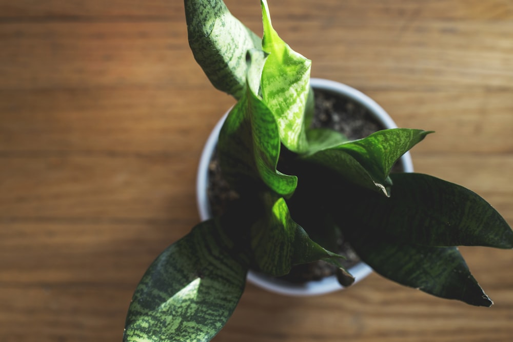 close-up of snake plant