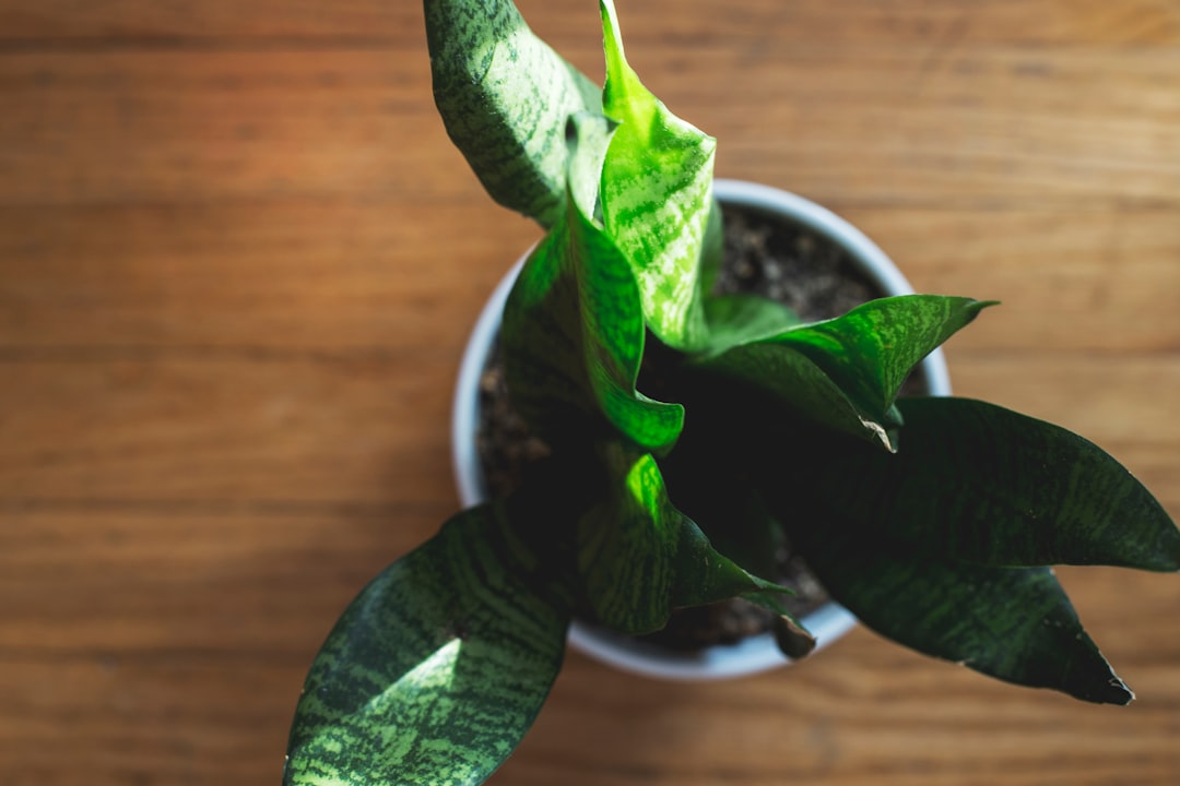 close-up of snake plant