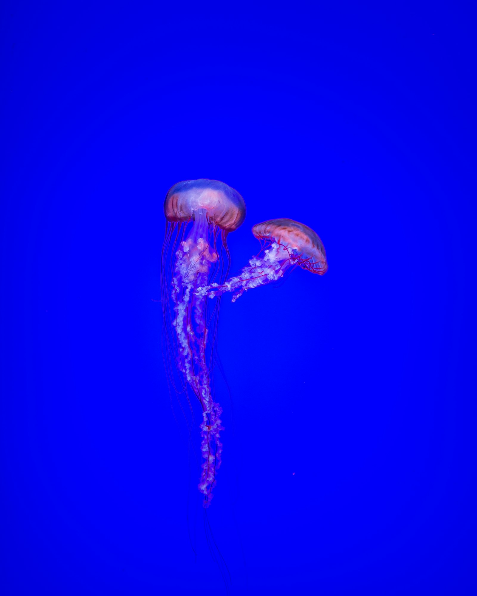 Canon EF 35mm F1.4L II USM sample photo. Two jelly fishes photography