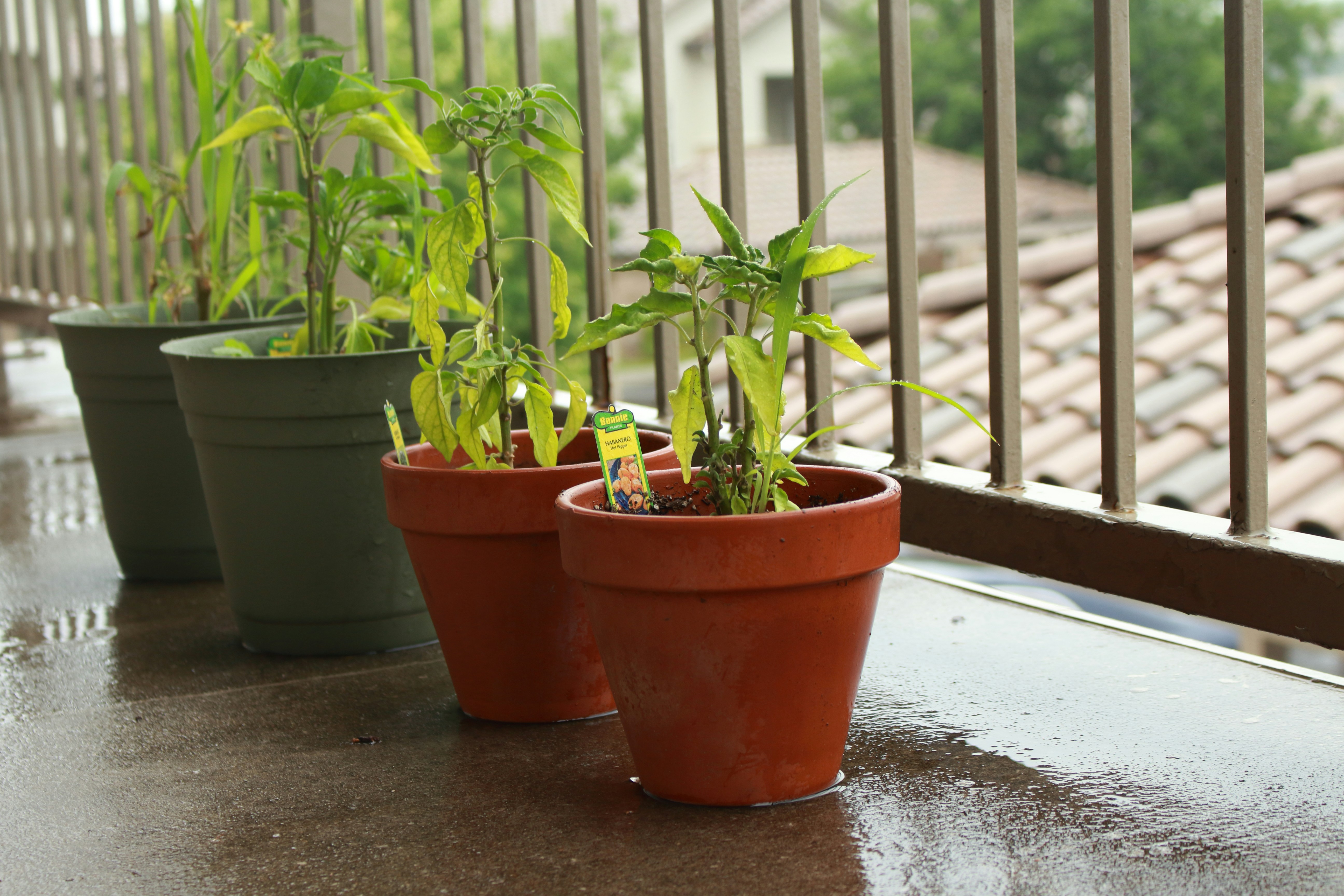 Free Unsplash photo from sujeeth pasham