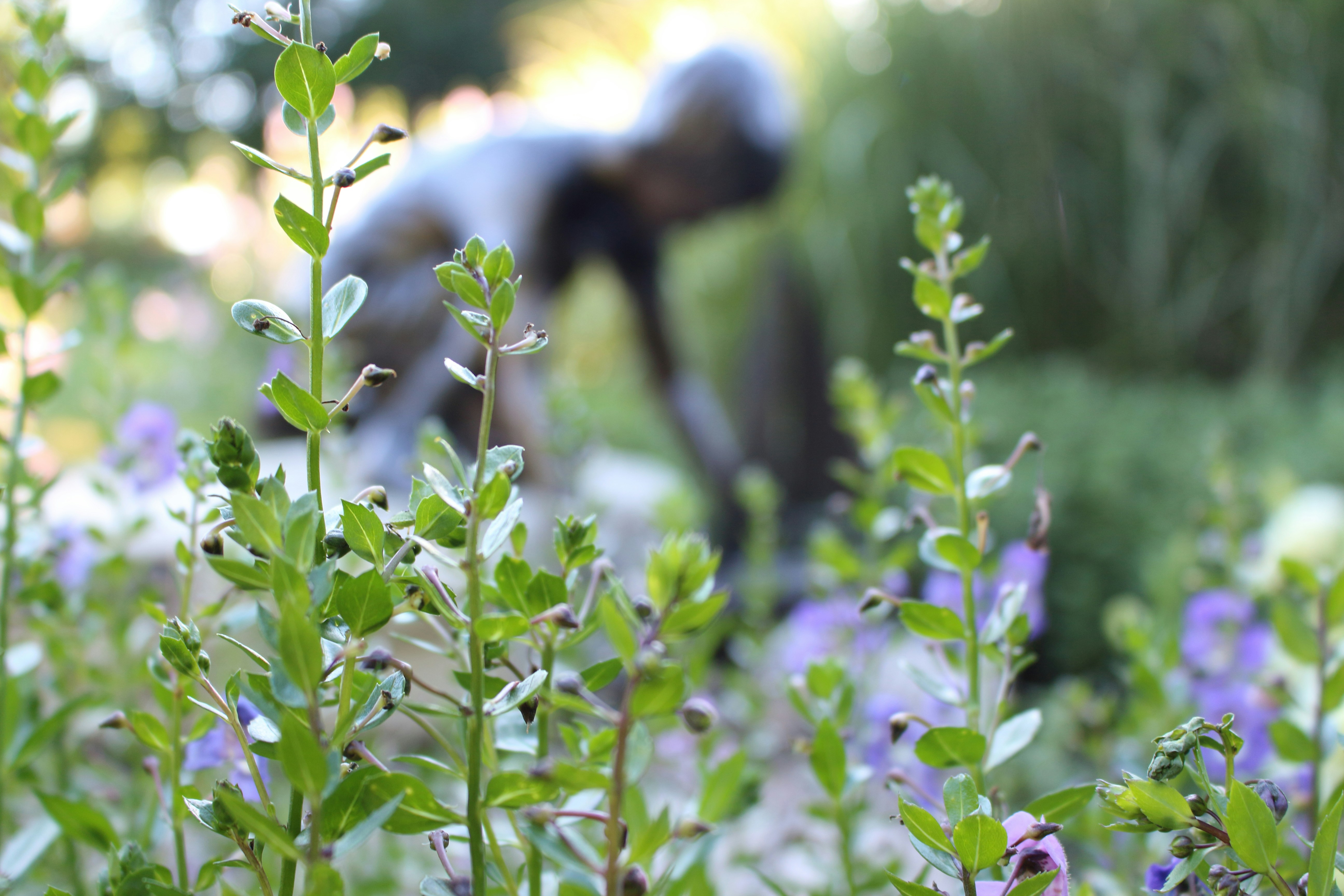 Free Unsplash photo from sujeeth pasham