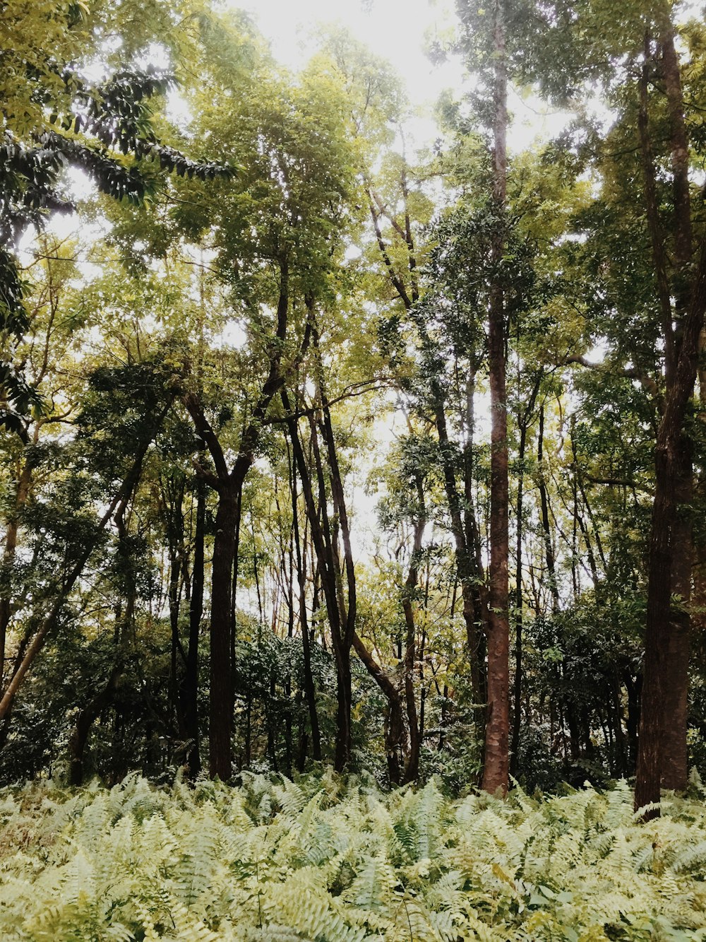 field of green trees