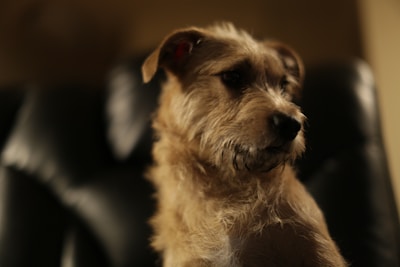 A sleek, minimalist black and white photo of a well-groomed dog sitting calmly on a modern leather chair.