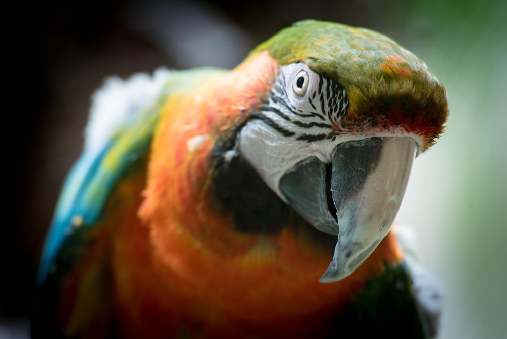 Fotografia de foco raso de papagaio laranja