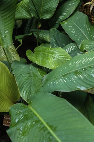 Large, lush green leaves with visible veins and water droplets cover the image, creating a dense and vibrant foliage scene. A small sign partially visible in the corner suggests the presence of botanical labeling.