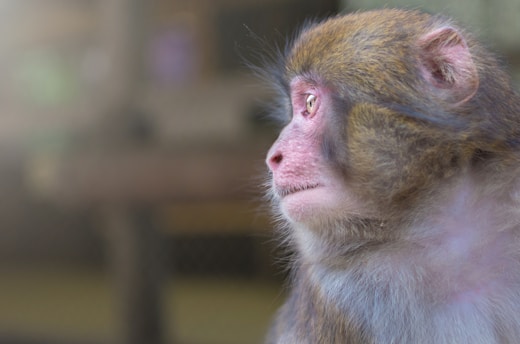 A close-up profile view of a primate, likely a macaque, showing its detailed facial features including brown fur, a pinkish face, and expressive eyes. The background is blurred, drawing focus to the animal's contemplative expression.