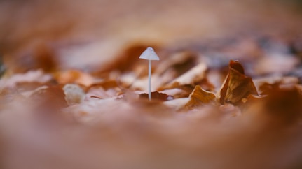 white mushroom near dry leaves