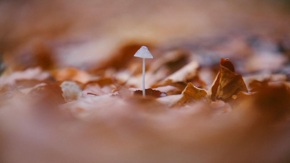 white mushroom near dry leaves