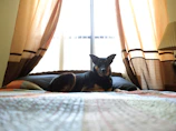 Dog enjoying a sunny spot near a window in the hotel room