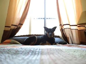 A happy dog lounging comfortably on a cozy bed in a bright, airy room.