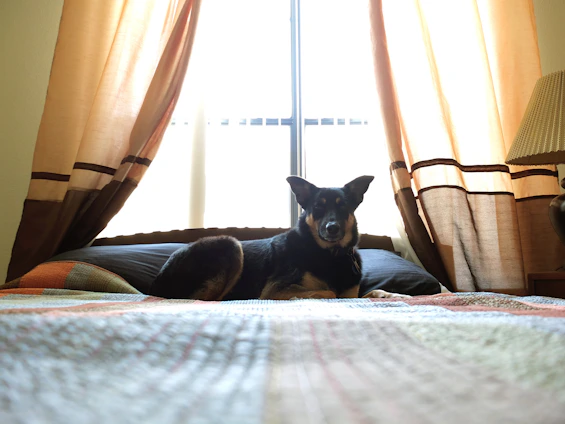 A joyful dog lounging on a plush Peludora pet bed in a sunlit living room.