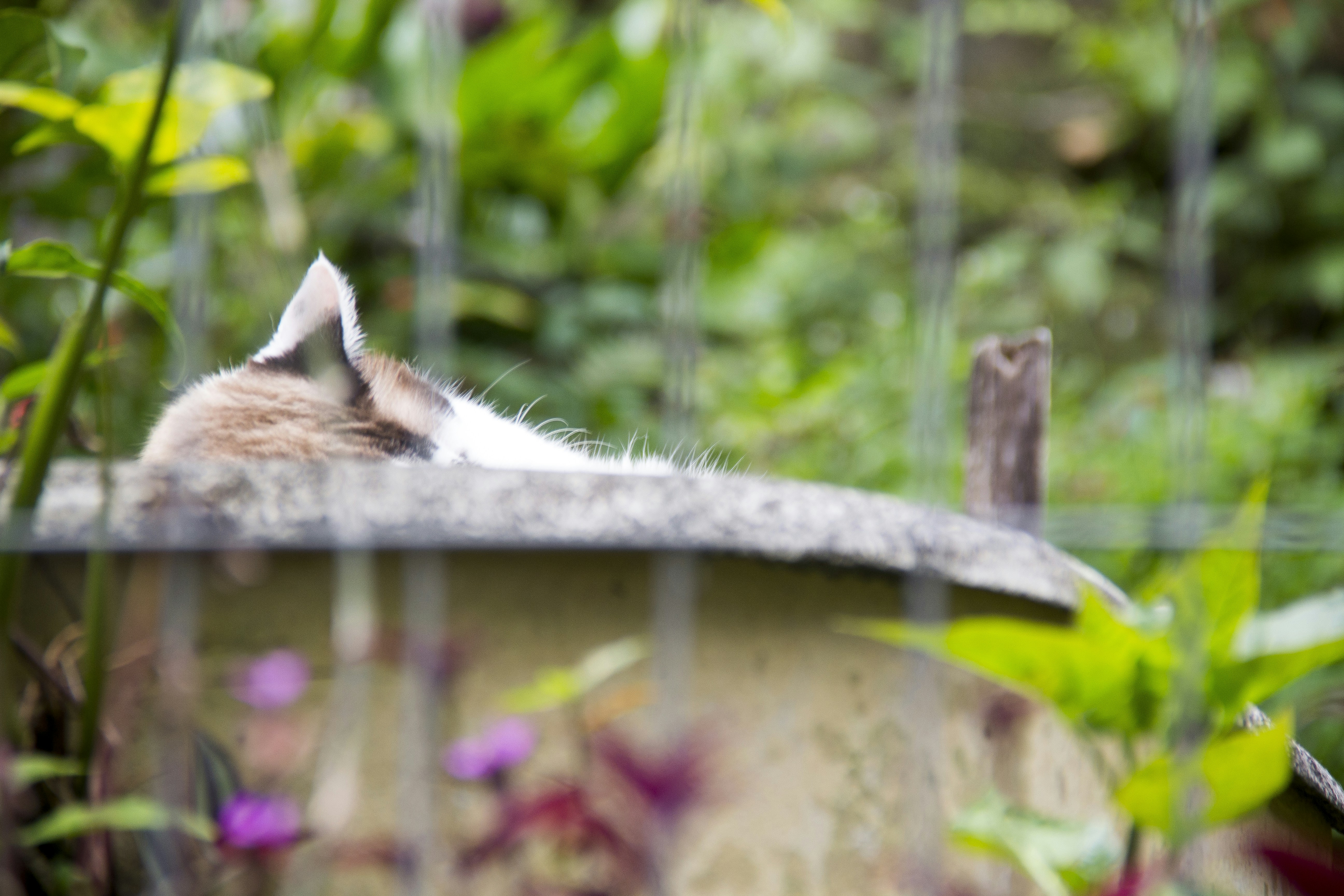 Free Unsplash photo from Carlos Eduardo Ceccon