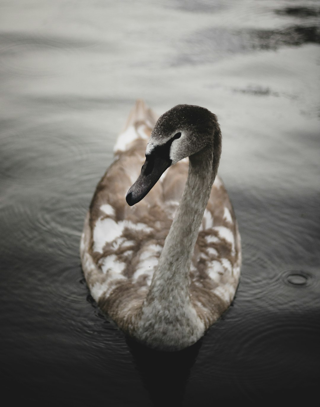 goose on body of water