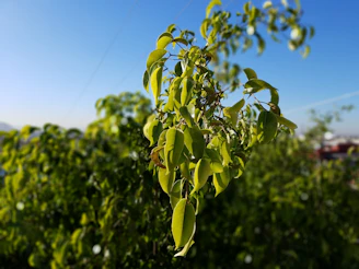 A close-up of a skilled arborist carefully pruning a vibrant, healthy tree branch on a sunny day.