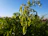Close-up of a neatly trimmed tree branch with fresh green leaves in a sunny garden.