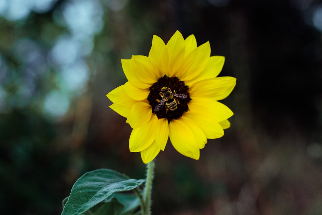 shallow focus photography of bee on sunflower