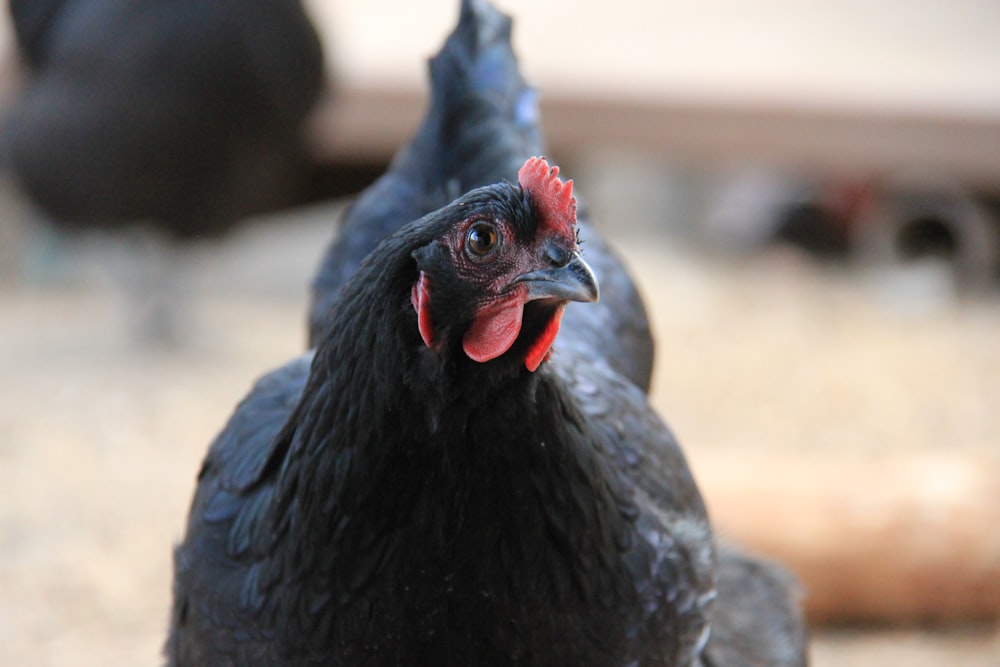 black and red rooster in close up photography