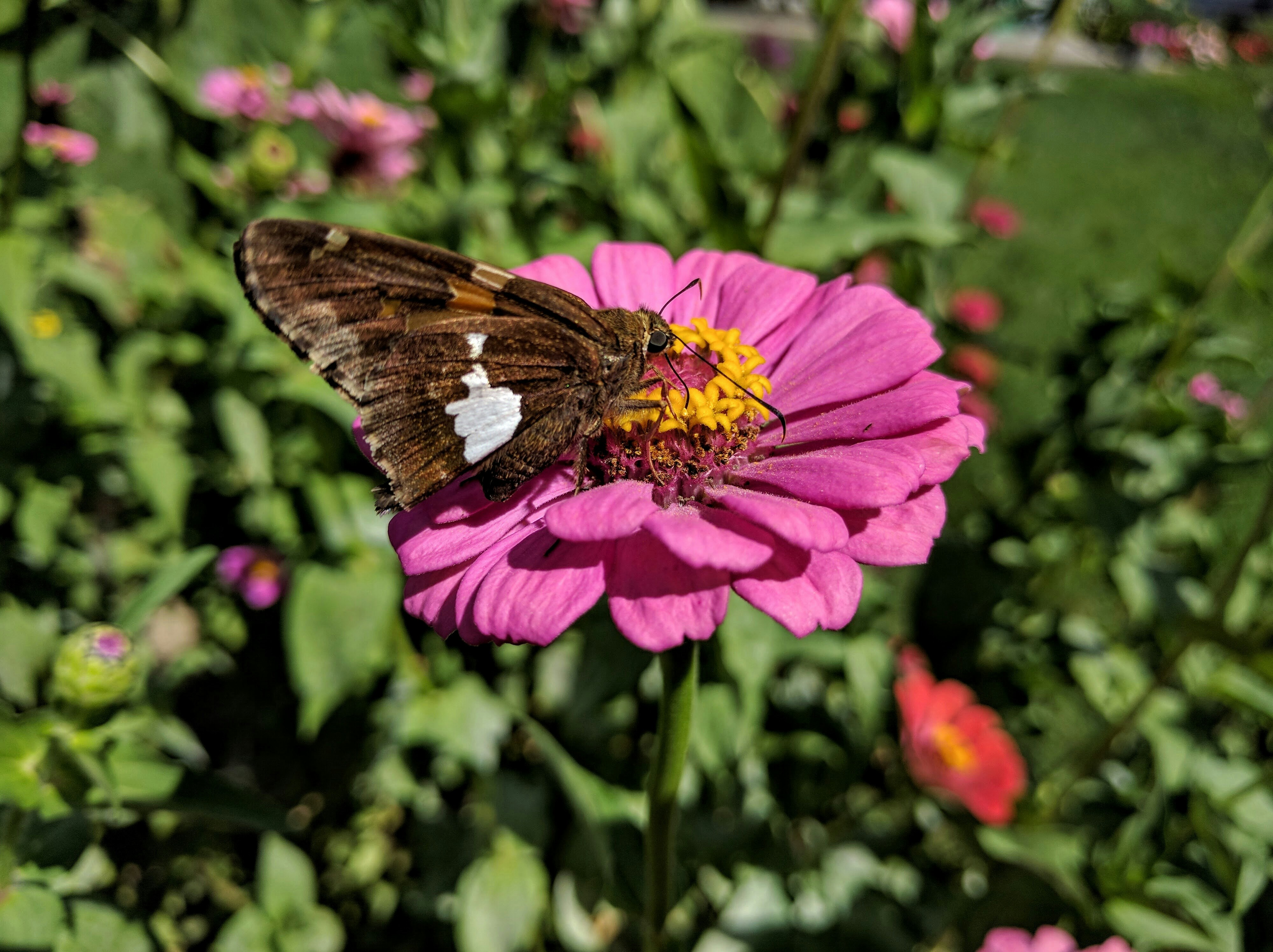 Free Unsplash photo from Peter Stevenson