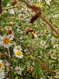 A close-up view of a hornet or wasp perched on a small white flower with a yellow center, surrounded by lush greenery and numerous similar flowers. The scene is densely packed with plants, creating a vibrant and lively environment.