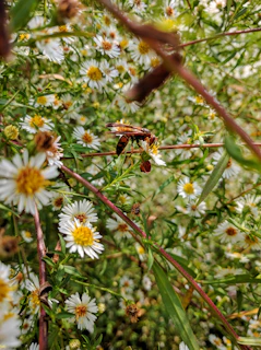 Close-up of an Asian hornet perched on a bright yellow flower in a lush garden.
